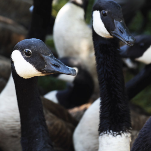 Canadian Geese in a group